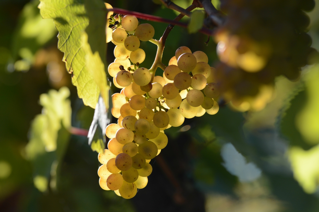 Branchentreff der Weinwirtschaft 2026