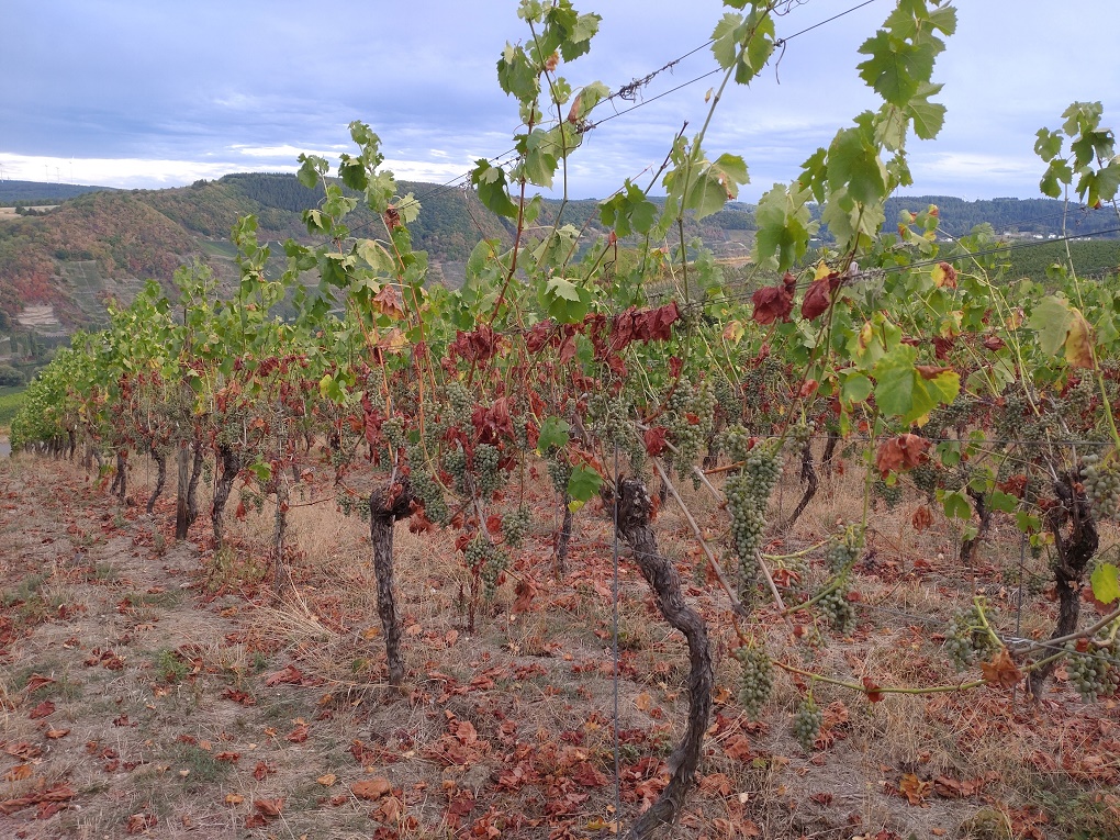 Klimawandel und Anpassungshandeln von Tourismus und Weinbau