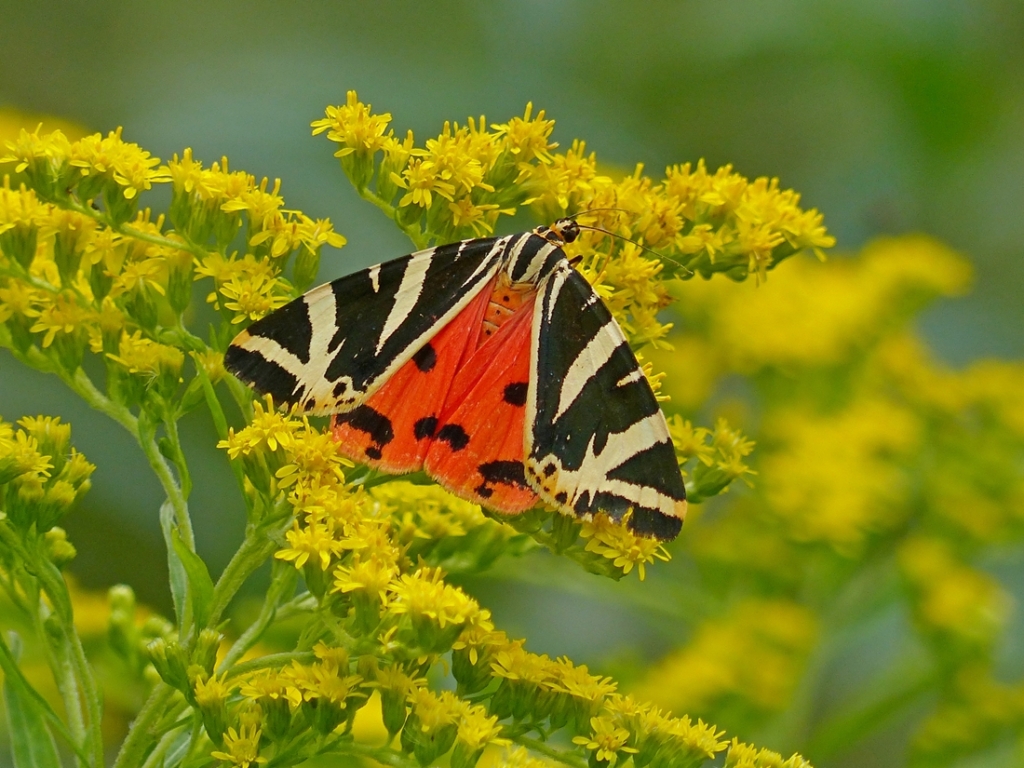 Heimische Schmetterlings-Schönheiten - und wie wir sie schützen können