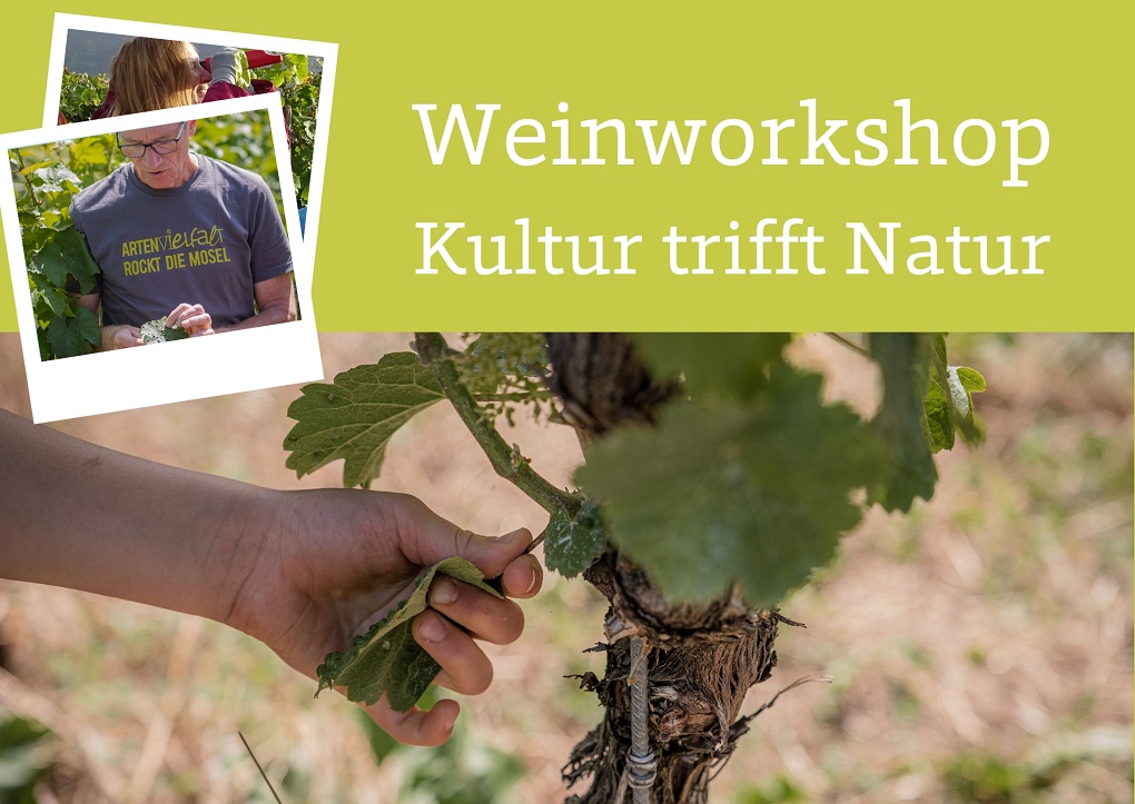 Erlebe Weinbau hautnah: Weinworkshop in Trittenheim