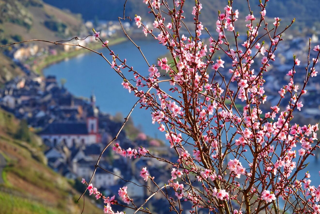 Blütenpracht der Mosel im Fokus – Gewinner der Foto-Challenge „Blütenblicke Mosel“ ausgezeichnet