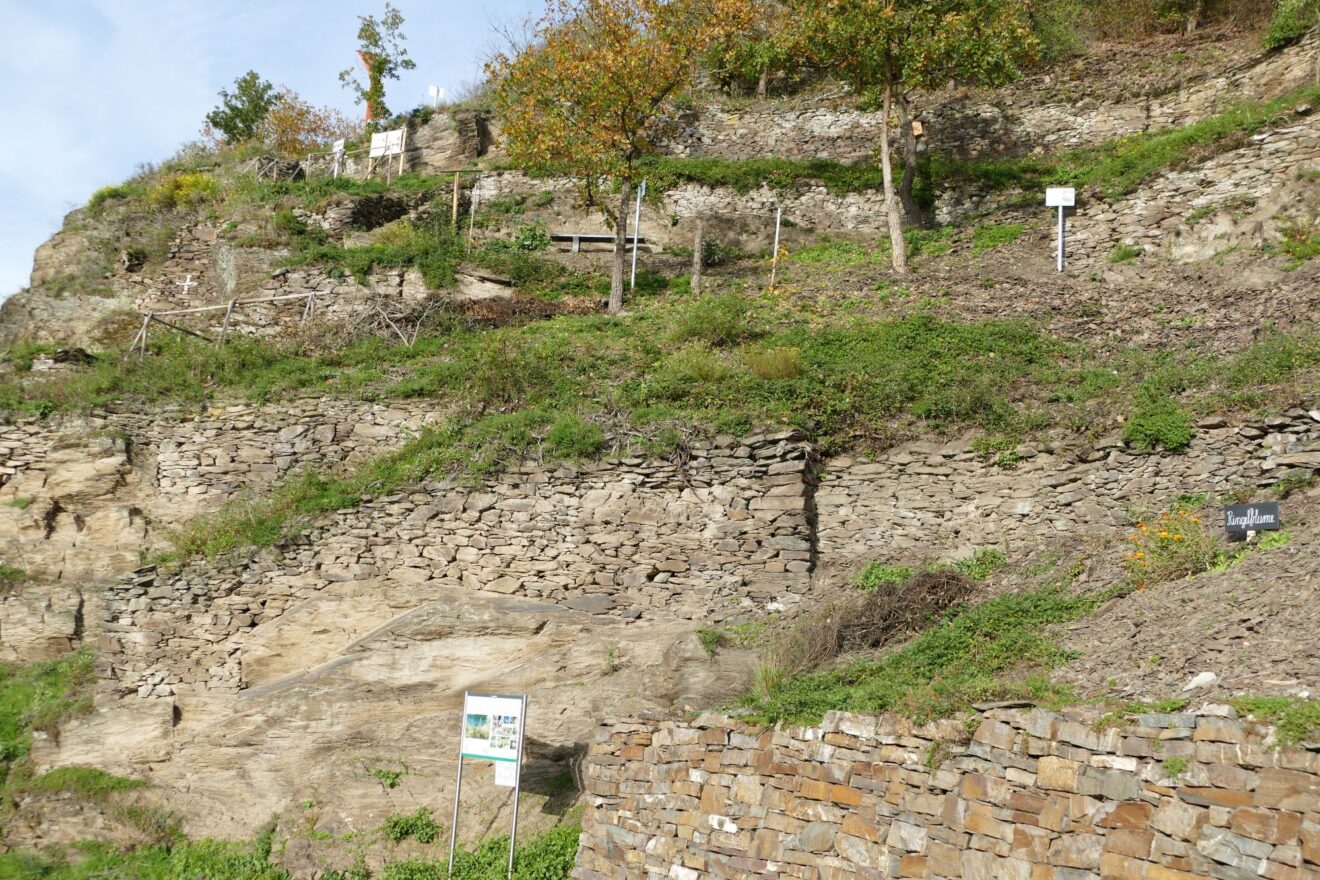 Mosel erzählt ihre Geschichte: Regionalinitiative ＂Faszination Mosel＂ startet KuLaDig-Projekt zu Trockenmauern