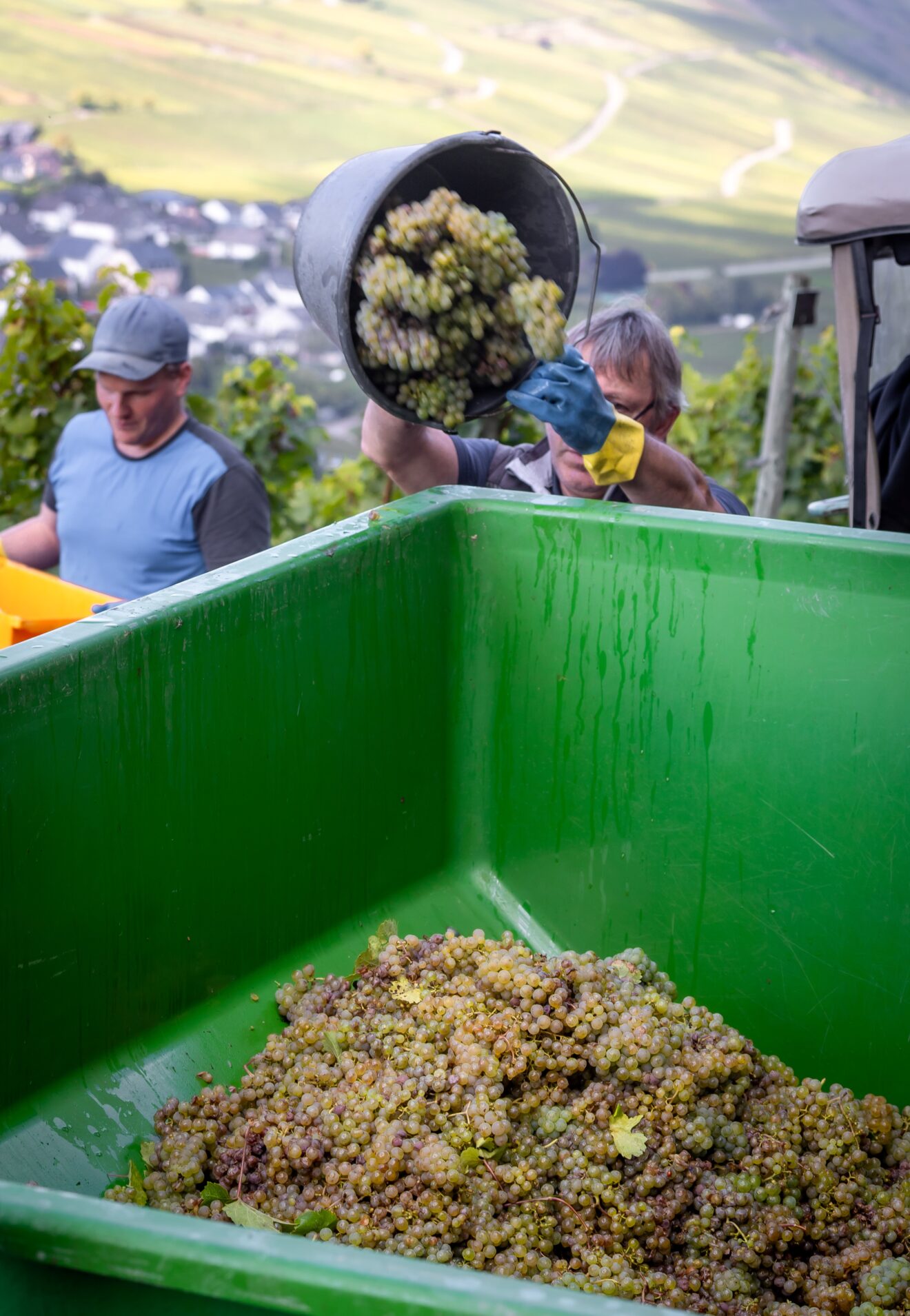 Weniger Moselwein als erwartet