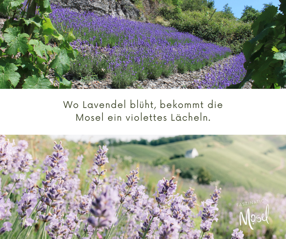 Mosel erblüht im August: Lavendel