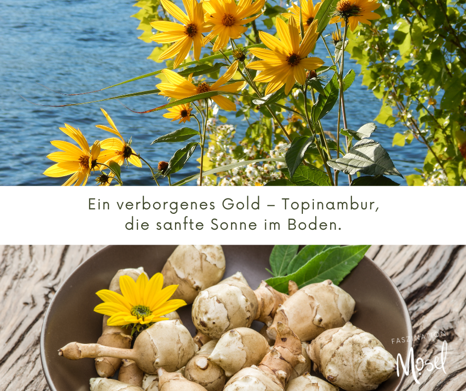 Mosel erblüht im September: Topinambur