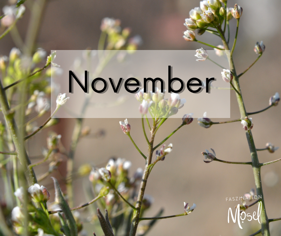 Mosel erblüht im November: Wildkraut Hirtentätschel
